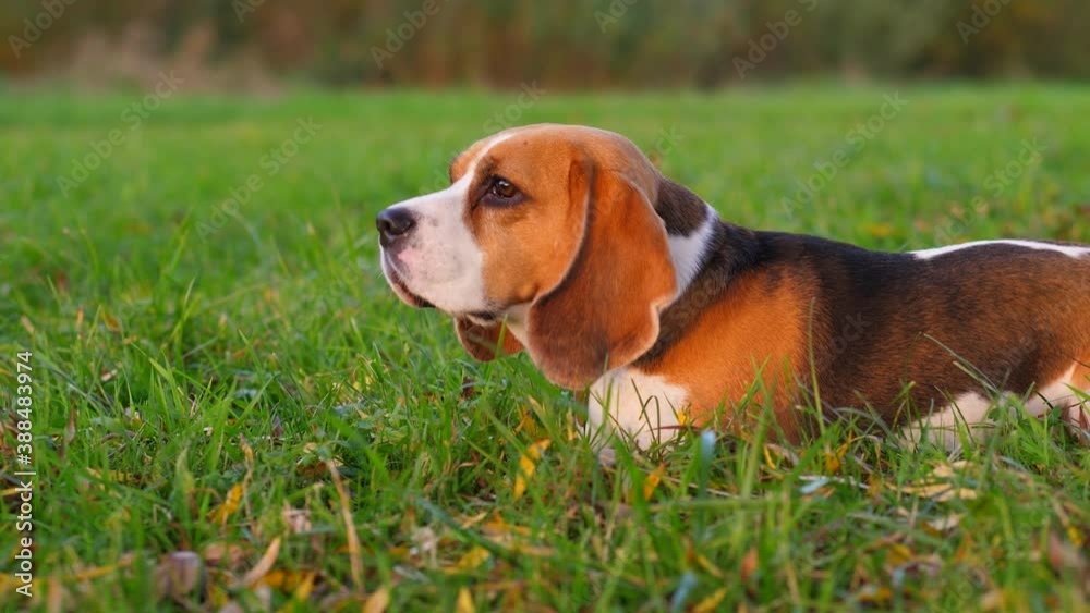 Dog lie on grass and stare to something with attention, ready to run. Beagle see other doggy and hide low, watch for one and then quickly rush forward at end of clip Dog lie on grass and stare to something with attention, ready to run. Beagle see other doggy and hide low, watch for one and then quickly rush forward at end of clip