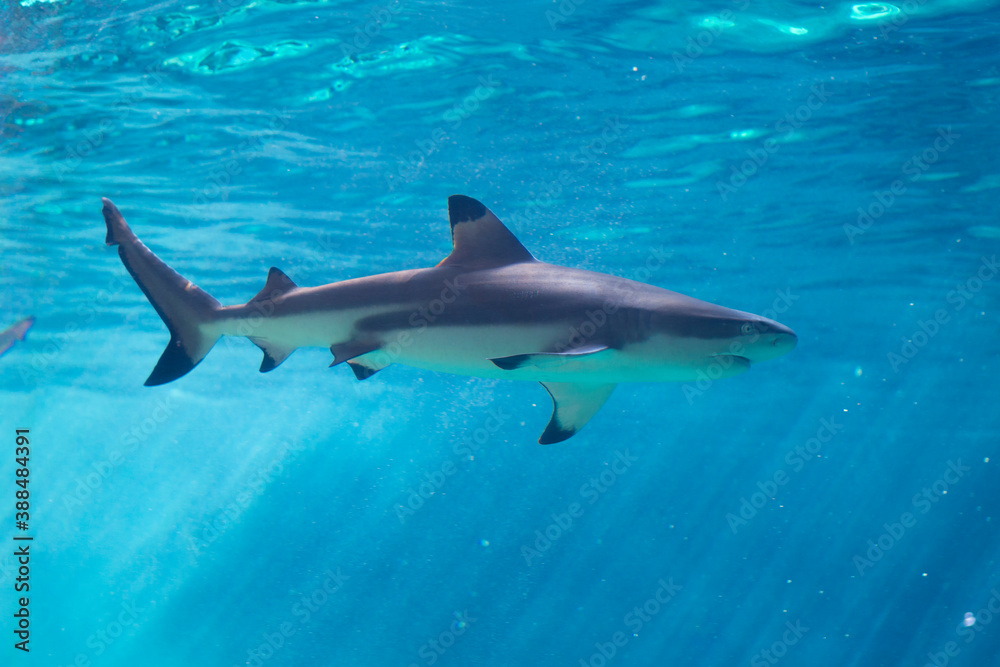 Obraz premium ツマグロ