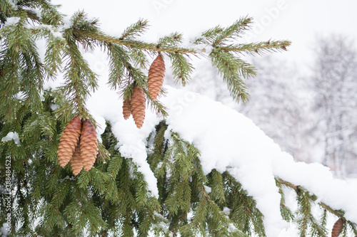 spruce in the snow with cones