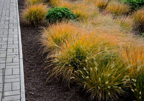 This graceful Fountain Grass remains a top favorite ornamental grass. Its lovely blush-colored bottlebrush plumes show up mid-summer, providing months of garden beauty and enjoyment. Foliage flowers photo