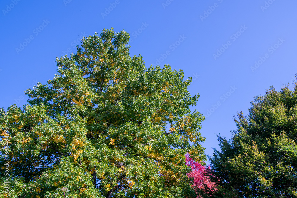 Fototapeta premium Bright foliage colors in Autumn, Riehen Switzerland