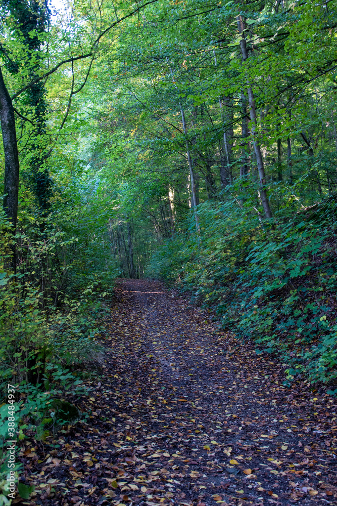 Obraz premium Bright foliage colors in Autumn, Riehen Switzerland