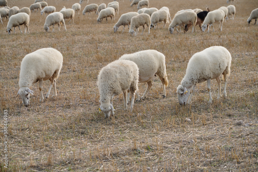 Fototapeta premium Flock with sheep grazing in a meadow in the mountains