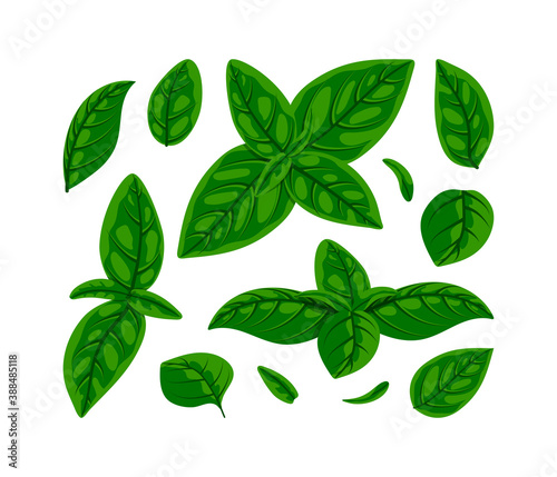 Fresh green basil leaves set. Flat natural fresh food herb leaf isolated on white, cooking ingredient for pizza, pasta, pesto sauce. Vector illustration for web, menu, design, app, print.