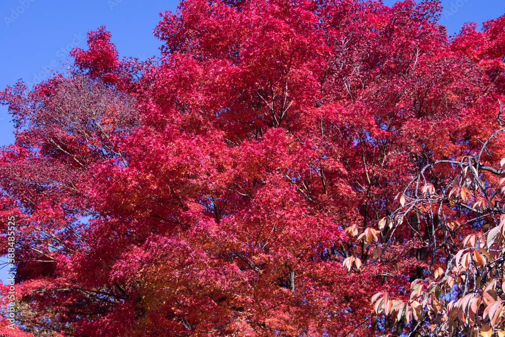 Bright foliage colors in Autumn, Riehen Switzerland Bright foliage colors in Autumn, Riehen Switzerland