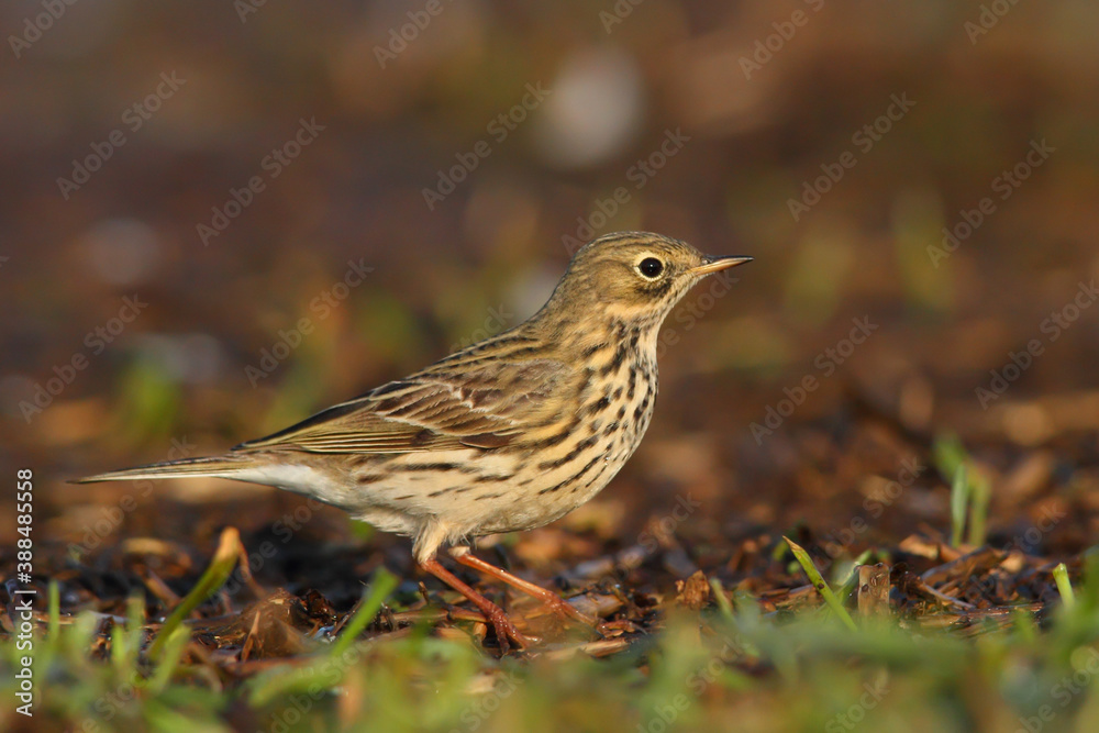 Meadow pipit. Bird in spring. Anthus pratensis Meadow pipit. Bird in spring. Anthus pratensis
