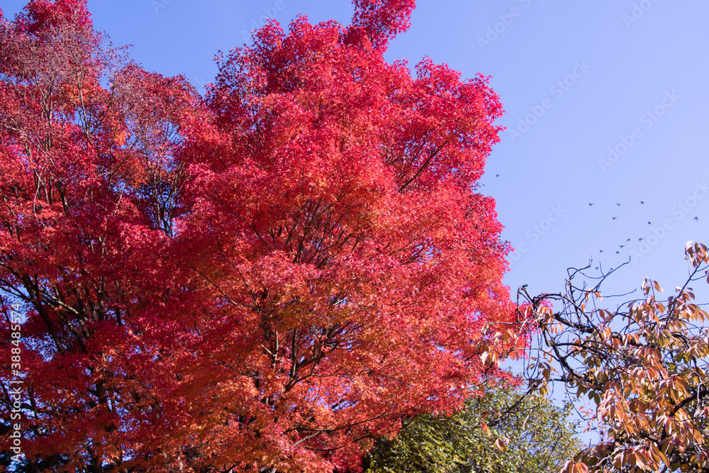 Bright foliage colors in Autumn, Riehen Switzerland Bright foliage colors in Autumn, Riehen Switzerland