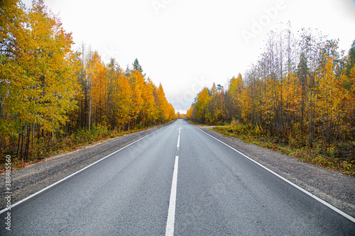 Asphalt road in the autumn forest. Travels.