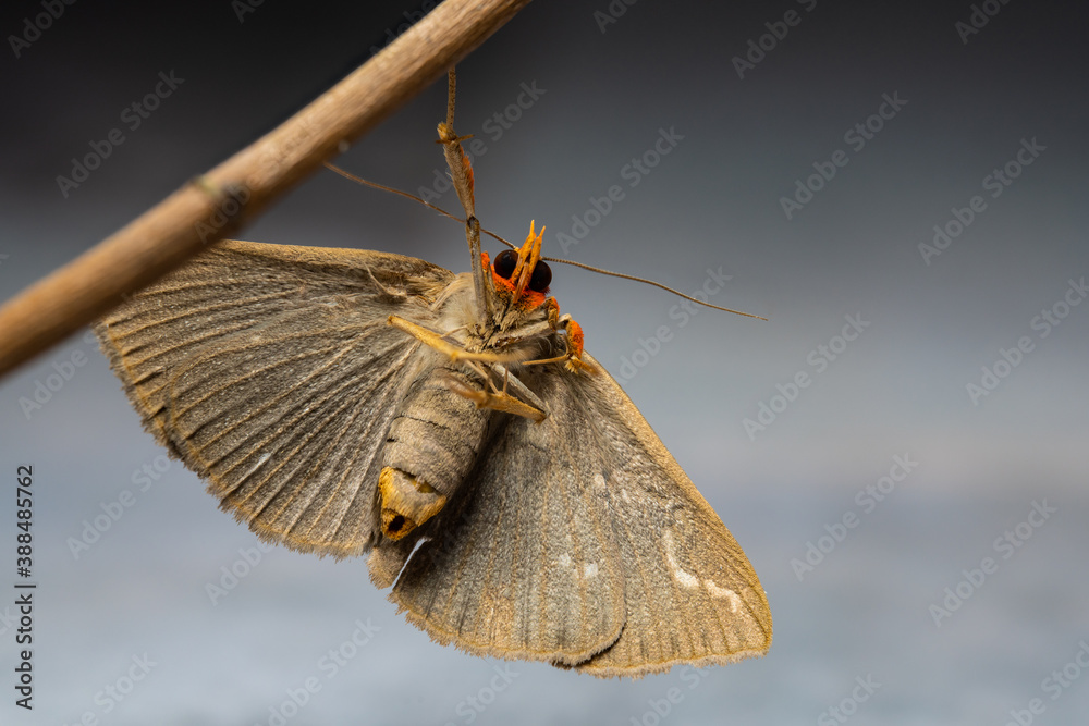 moths of kerala and india Stock Photo Adobe Stock