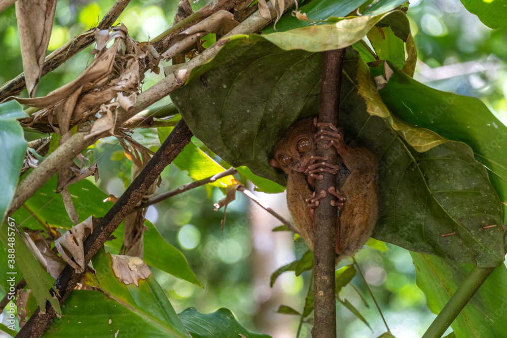 Tarsier in Bohol Conservation Area on a sunny day, Philippines Tarsier in Bohol Conservation Area on a sunny day, Philippines