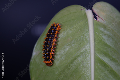 Cyclosia latipennis moth caterpillar photo