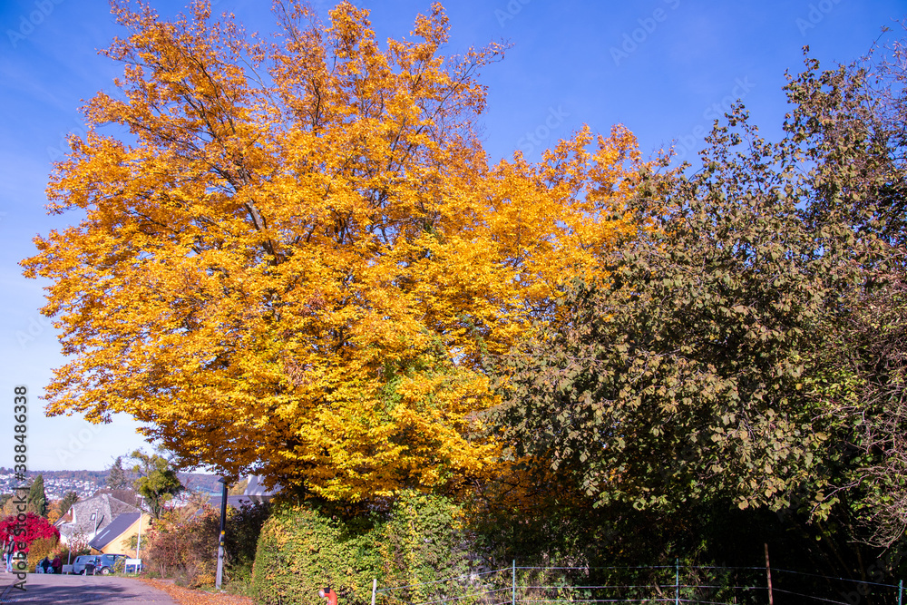 Bright foliage colors in Autumn, Riehen Switzerland