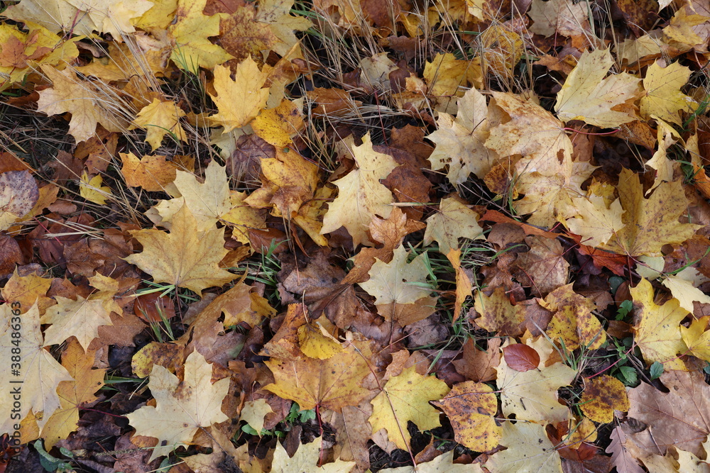 Maple leaves lie in the grass in autumn Maple leaves lie in the grass in autumn