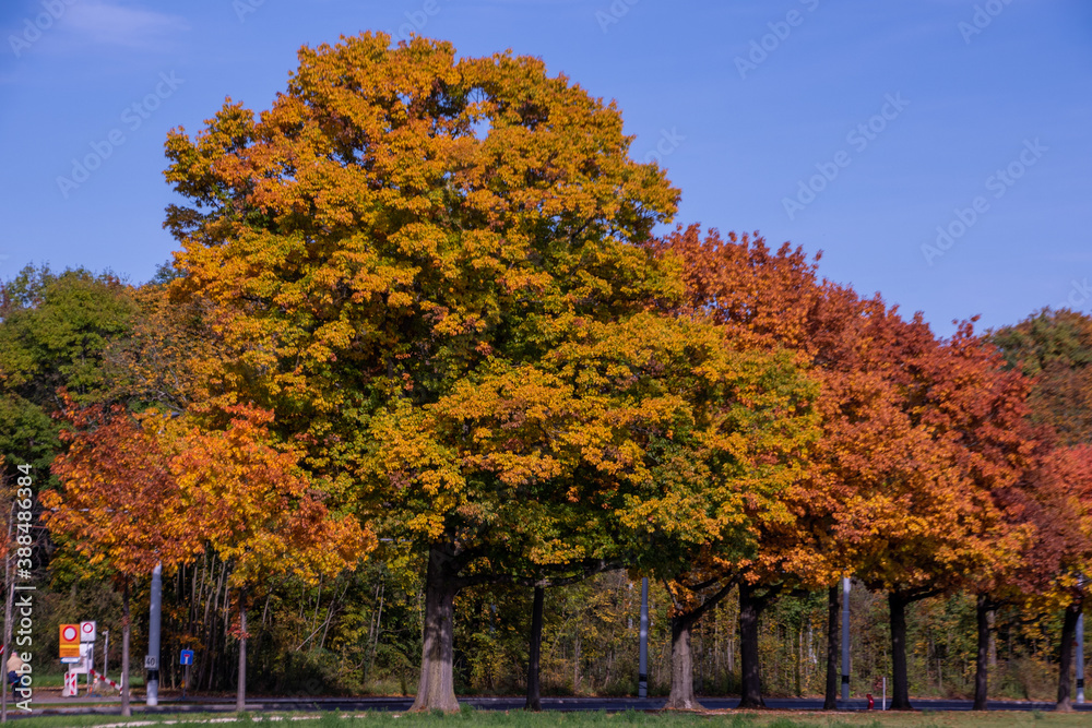 Naklejka premium Bright foliage colors in Autumn, Riehen Switzerland