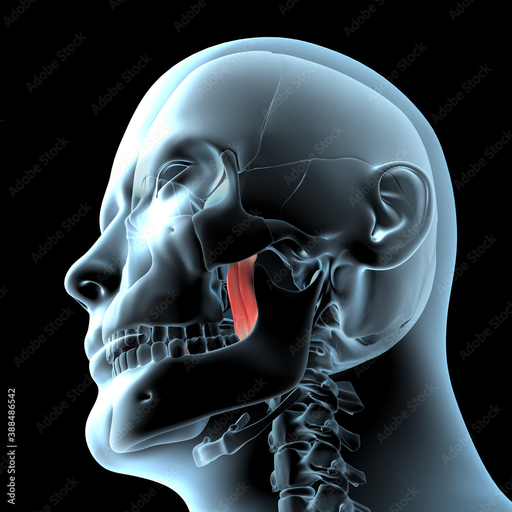 X Rays With Lateral Pterygoid