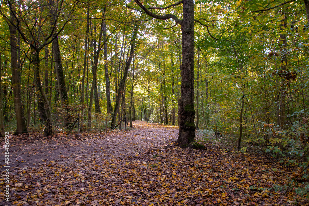 Obraz premium Bright foliage colors in Autumn, Riehen Switzerland