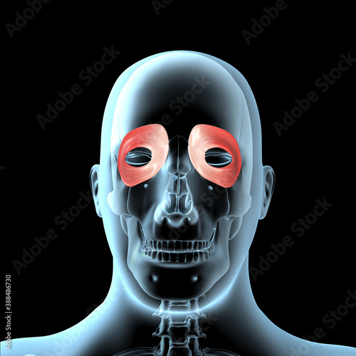 3d Illustration of the Orbiculari Oculis Muscles Anatomical Position on Xray Body photo