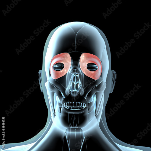3d Illustration of the Orbiculari Oculis Muscles on Xray Musculature photo
