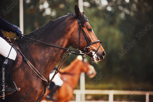 Portrait of a beautiful sporting Bay horse, on which the rider is sitting in the saddle and holding her hands for the rein. Horseback riding. Equestrian sport.