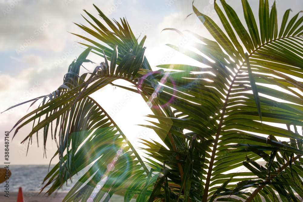 Fototapeta premium 椰子の木