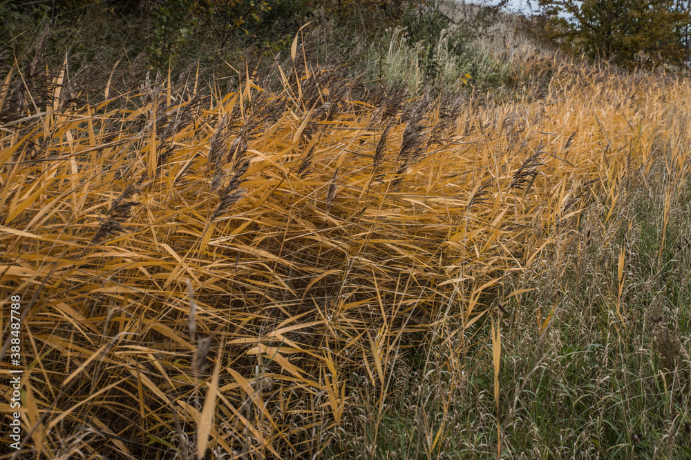 Fototapeta premium Autumn scenery in Malmö Skåne Sweden