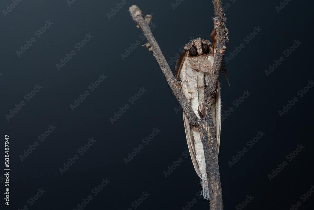 Fototapeta premium moths of kerala and india