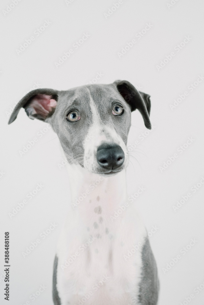 A small gray whippet in the studio

