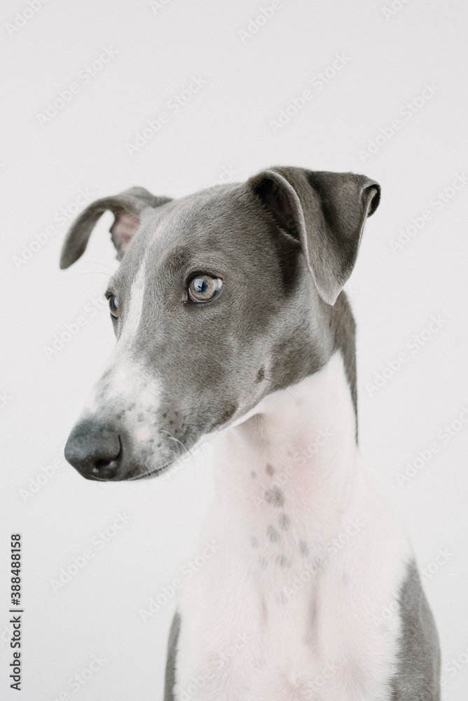 A small gray whippet in the studio

