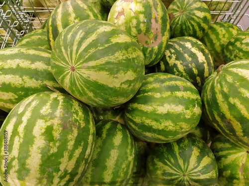 Watermelon. A large pile of green striped watermelons, a market bench for a watermelon merchant. Berry. Business. Background. Texture. View from above. Photo from mobile phone