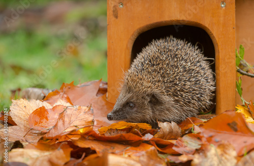 Hedgehog in a house (Scientific name: Erinaceus Europaeus) wild, free roaming hedgehog, taken from a wildlife garden hide to monitor health and population of this declining mammal, space for copy	 photo