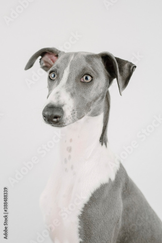 A small gray whippet in the studio