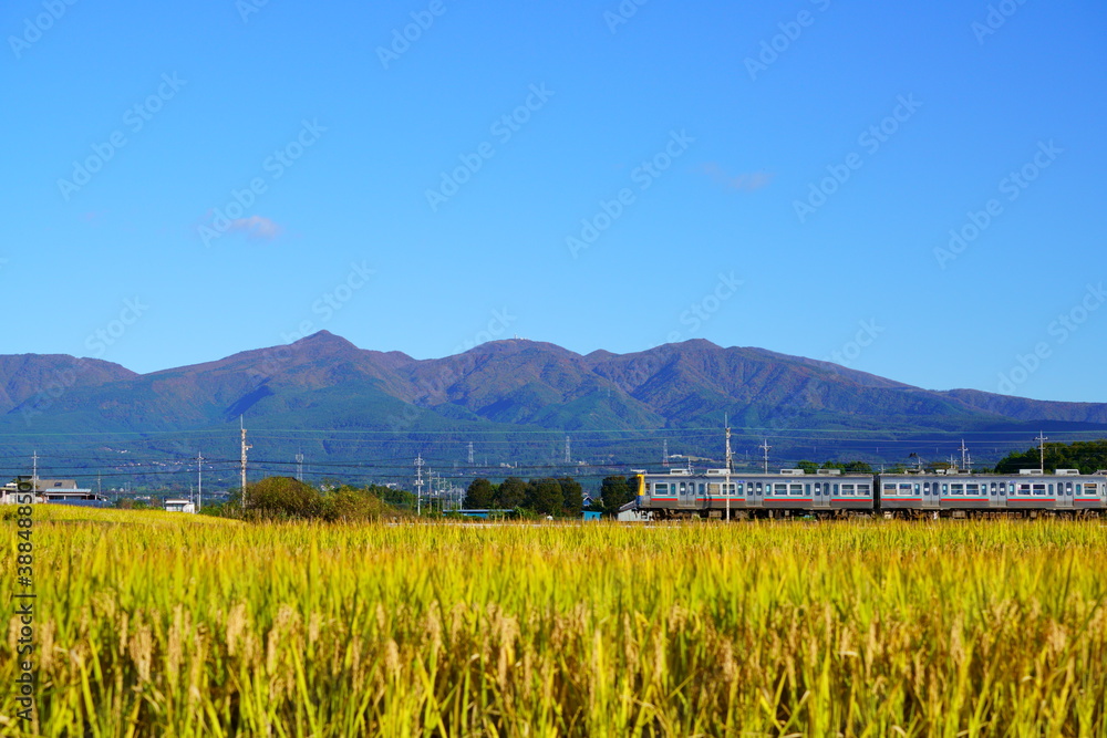 Fototapeta premium 赤城山と稲穂とローカル線