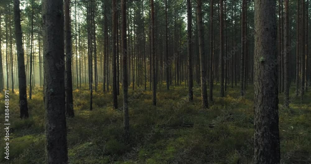 Moving between pine trees in forest in early summer morning at sunrise Moving between pine trees in forest in early summer morning at sunrise