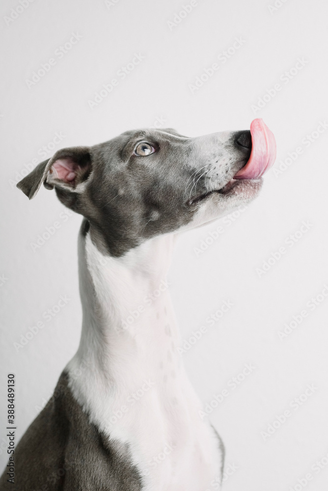 A small gray whippet in the studio
A small gray whippet in the studio