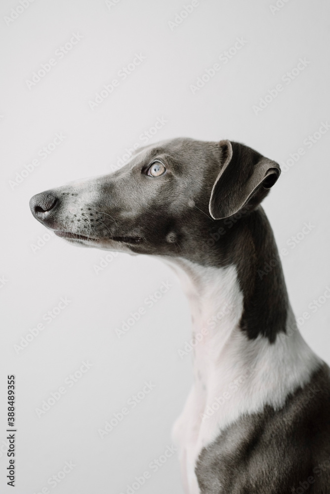 A small gray whippet in the studio