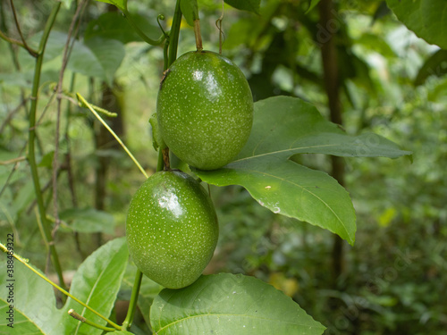 green passion fruit on tree