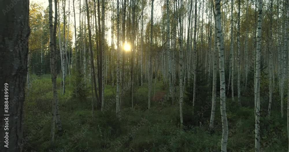 Sun shining between birch trees in forest at sunset dolly shot Sun shining between birch trees in forest at sunset dolly shot