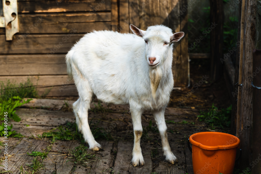 Obraz premium Domestic Goat Stands in a Pen on the Farm