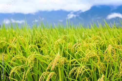 Photo close up of yellow green rice field