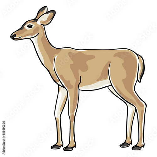 Hand-drawn deer isolated on white