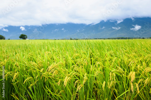 Photo close up of yellow green rice field