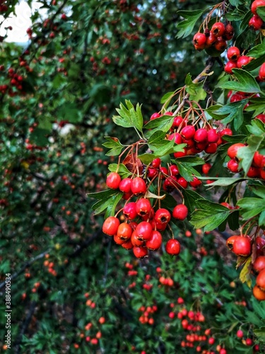 red berries on a tree