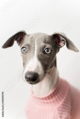A small gray whippet in the studio