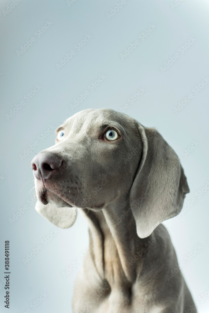 A little weimaraner in the studio A little weimaraner in the studio