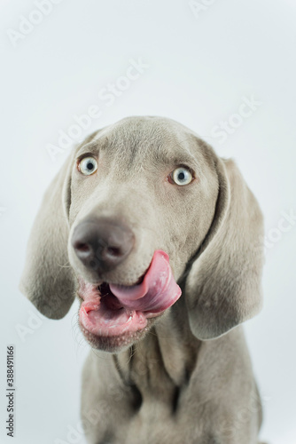 A little weimaraner in the studio