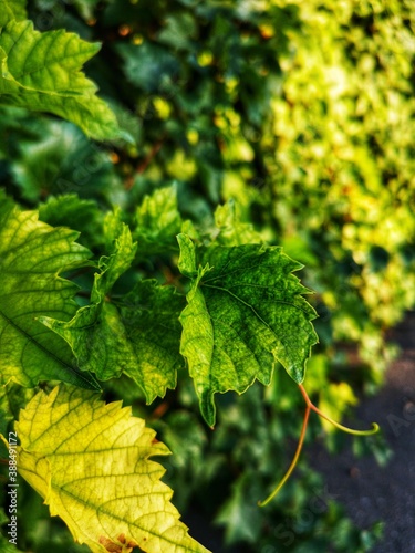 green leaves background