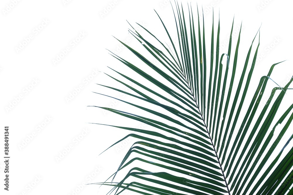 Fototapeta premium Coconut leaves with branches on white isolated background for green foliage backdrop 