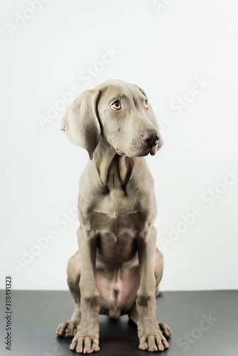 A little weimaraner in the studio