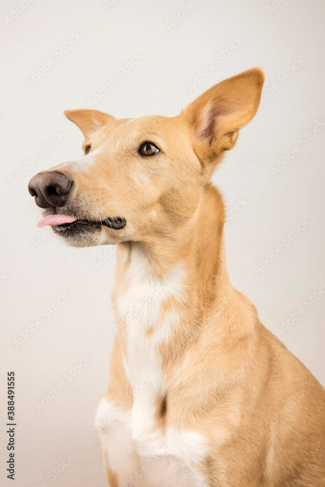A big dog in the studio
A big dog in the studio