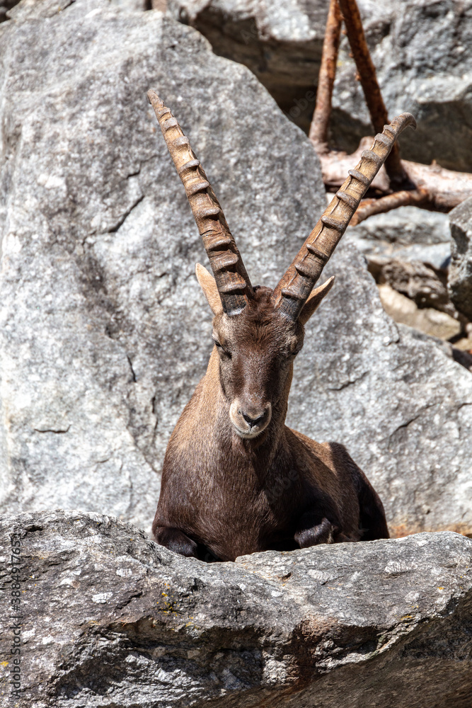 The Alpine ibex (Capra ibex), also known as the steinbock, bouquetin, or simply ibex, is a species of wild goat that lives in the mountains of the European Alps. Male specimen.
